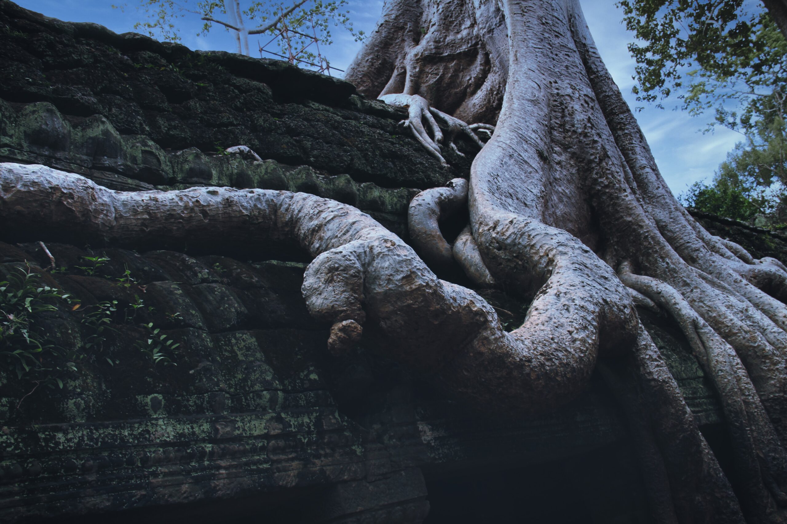 Verwurzelt – Wachstum von bitteren und gesunden Wurzeln